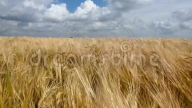 晴朗的夏日，蓝天下的麦田。 金色麦田被风吹来.. 自然景观。